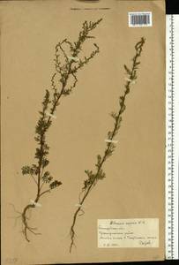 Полынь веничная, Полынь метельчатая Waldst. & Kit., Восточная Европа, Нижневолжский район (E9) (Россия)