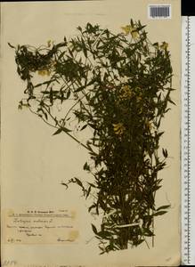 Чина луговая L., Восточная Европа, Западно-Украинский район (E13) (Украина)