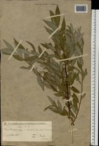 Ива белая, Ветла L., Восточная Европа, Нижневолжский район (E9) (Россия)