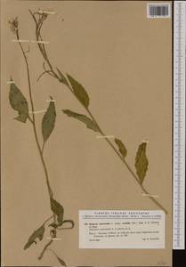 Hesperis matronalis subsp. nivea (Baumg.) Kulcz., Западная Европа (EUR) (Италия)