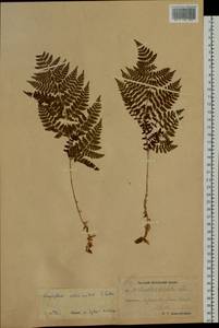 Dryopteris dilatata subsp. dilatata, Сибирь, Чукотка и Камчатка (S7) (Россия)