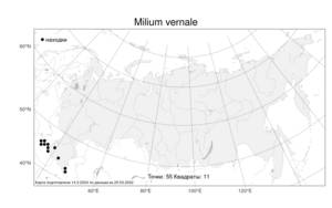 Milium vernale, Бор весенний M.Bieb., Атлас флоры России (FLORUS) (Россия)