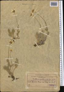 Richteria pyrethroides Kar. & Kir., Средняя Азия и Казахстан, Западный Тянь-Шань и Каратау (M3) (Узбекистан)