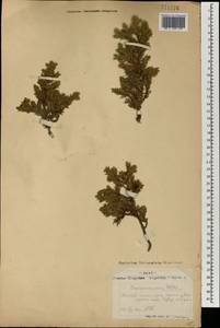 Можжевельник скальный Pall., Монголия (MONG) (Монголия)