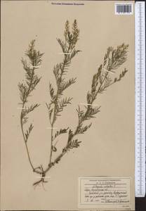 Астрагал бороздчатый L., Средняя Азия и Казахстан, Северный и Центральный Казахстан (M10) (Казахстан)