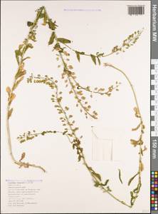 Клоповник полевой, Кресс полевой (L.) W.T.Aiton, Кавказ, Черноморское побережье (от Новороссийска до Адлера) (K3) (Россия)