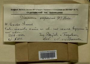 Dicranum scoparium Hedw., Гербарий мохообразных, Мхи - Дальний Восток (без Чукотки и Камчатки) (B20) (Россия)