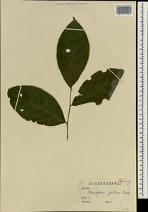 Alniphyllum fortunei (Hemsl.) Makino, Зарубежная Азия (ASIA) (КНР)
