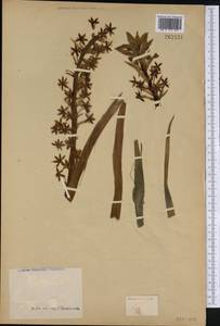 Liliaceae, Америка (AMER) (Неизвестно)