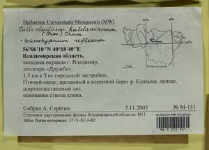 Callicladium haldaneanum (Grev.) H.A. Crum, Гербарий мохообразных, Мхи - Центральное Нечерноземье (B6) (Россия)