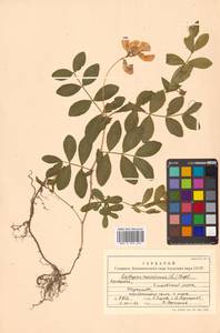 Lathyrus japonicus var. maritimus (L.) J.T.Kartesz & Gandhi, Сибирь, Чукотка и Камчатка (S7) (Россия)