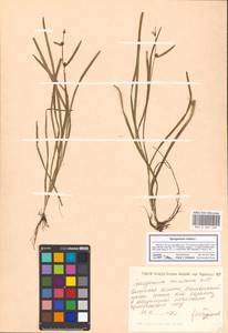 Ежеголовник плавающий L., Восточная Европа, Северо-Украинский район (E11) (Украина)