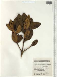 Osmanthus monticola (Schltr.) Knobl., Австралия и Океания (AUSTR) (Новая Каледония)