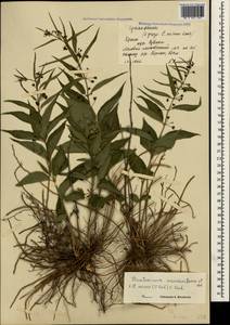 Vincetoxicum fuscatum subsp. fuscatum, Крым (KRYM) (Россия)