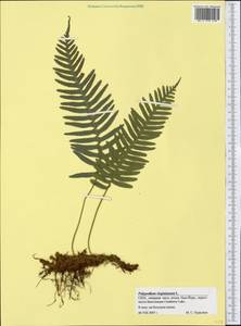 Polypodium virginianum L., Америка (AMER) (США)