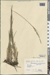 Волоснец китайская (Trin.) Tzvelev, Сибирь, Прибайкалье и Забайкалье (S4) (Россия)