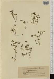 Trifolium ornithopodioides (L.)Sm., Западная Европа (EUR) (Румыния)