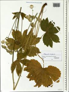 Астранция большая L., Восточная Европа, Западно-Украинский район (E13) (Украина)