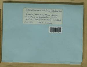 Schistidium apocarpum (Hedw.) Bruch & Schimp., Гербарий мохообразных, Мхи - Западная Европа (BEu) (Швейцария)