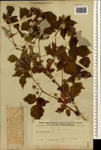 Малина обыкновенная L., Кавказ, Азербайджан (K6) (Азербайджан)