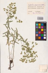 Молочай Сегье Neck., Восточная Европа, Нижневолжский район (E9) (Россия)