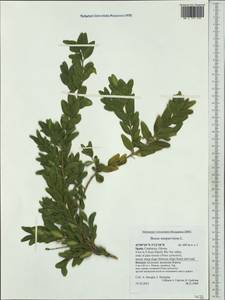 Самшит вечнозеленый, Самшит обыковенный L., Западная Европа (EUR) (Испания)