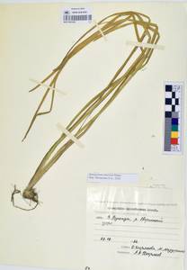 MAG 0003366, Sparganium × probatovae Tzvelev, Сибирь, Чукотка и Камчатка (S7) (Россия)