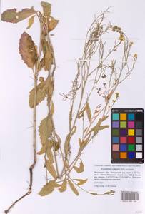 Гулявник волжский M.Bieb. ex E.Fourn., Восточная Европа, Московская область и Москва (E4a) (Россия)