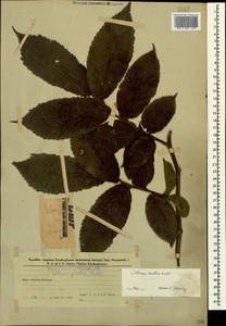 Вяз голый, Вяз шершавый Huds., Кавказ, Азербайджан (K6) (Азербайджан)