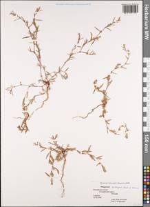 Спорыш птичий, Горец птичий  (Boreau) Berher, Сибирь, Алтай и Саяны (S2) (Россия)