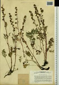 Artemisia laciniata subsp. laciniata, Сибирь, Чукотка и Камчатка (S7) (Россия)