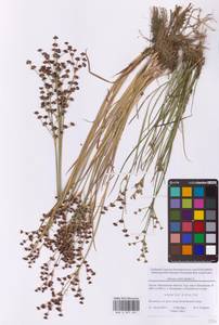 Ситник членистый L., Восточная Европа, Московская область и Москва (E4a) (Россия)