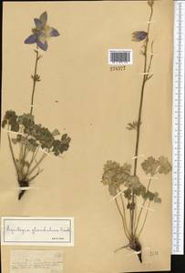 Водосбор железистый Fisch., Средняя Азия и Казахстан, Джунгарский Алатау и Тарбагатай (M5) (Казахстан)