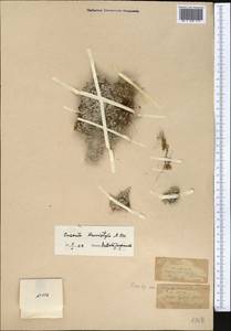 Cuscuta brevistyla A. Braun, Средняя Азия и Казахстан, Западный Тянь-Шань и Каратау (M3)