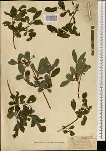 Ива тарайкинская Kimura, Монголия (MONG) (Монголия)