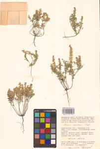 Бурачок туркестанский Regel & Schmalh. ex Regel, Восточная Европа, Нижневолжский район (E9) (Россия)