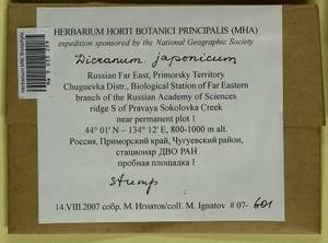 Dicranum japonicum Mitt., Гербарий мохообразных, Мхи - Дальний Восток (без Чукотки и Камчатки) (B20) (Россия)