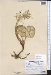 Euphorbia craspedia Boiss., Зарубежная Азия (ASIA) (Иран)