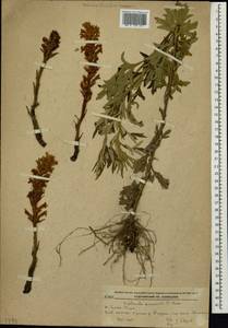 Orobanche pycnostachya var. amurensis (Beck) Beck, Сибирь, Дальний Восток (S6) (Россия)