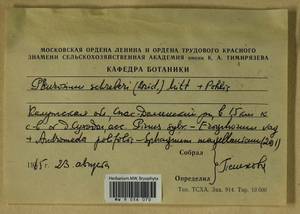 Pleurozium schreberi (Willd. ex Brid.) Mitt., Гербарий мохообразных, Мхи - Центральное Нечерноземье (B6) (Россия)