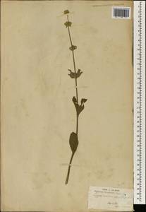 Lippia abyssinica (Otto & A.Dietr.) Cufod., Африка (AFR) (Гвинея)