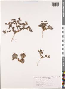 Sesuvium sesuvioides (Fenzl) Verdcourt, Африка (AFR) (Намибия)