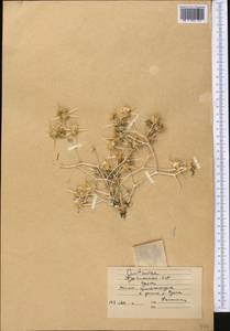 Centaurea bruguiereana subsp. belangeriana (DC.) Bornm., Средняя Азия и Казахстан, Каракумы (M6) (Туркмения)