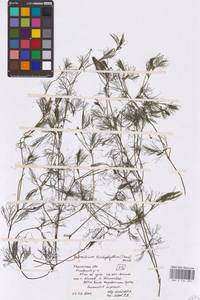 Лютик волосолистный, Шелковник волосолистный Chaix, Восточная Европа, Центральный район (E4) (Россия)