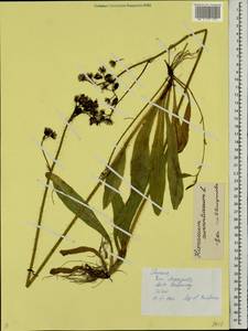 Pilosella aurantiaca subsp. aurantiaca, Восточная Европа, Западно-Украинский район (E13) (Украина)