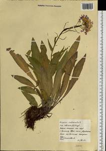 Вечерница сибирская L., Сибирь, Западная Сибирь (S1) (Россия)