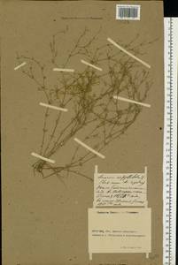 Песчанка тимьянолистная L., Восточная Европа, Ростовская область (E12a) (Россия)