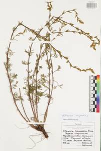 Полынь равнинная, Полынь полевая L., Восточная Европа, Центральный район (E4) (Россия)