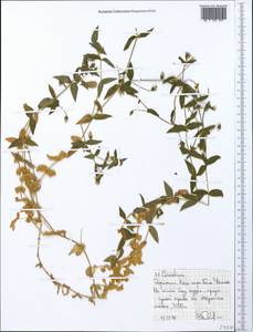 Ясколка, Африка (AFR) (Эфиопия)