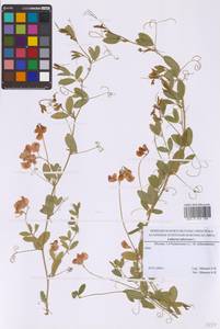 Чина клубненосная L., Восточная Европа, Московская область и Москва (E4a) (Россия)